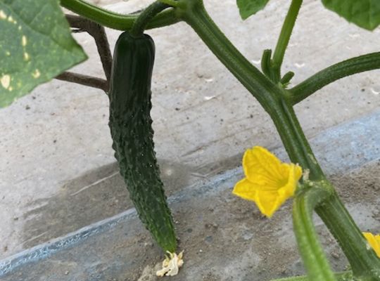 野菜