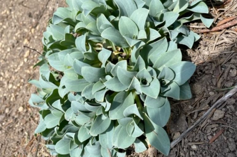 オイスターリーフ