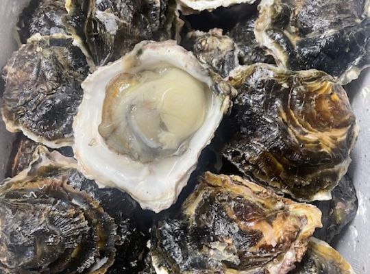 岩牡蠣