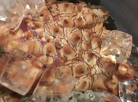 厚田の海鮮